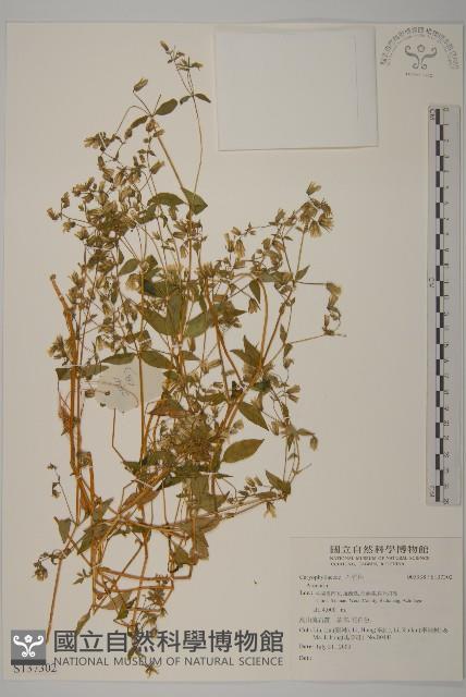 登錄號:S137302藏品圖，第1張