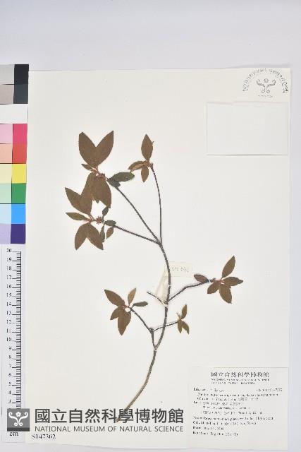 台灣高山杜鵑藏品圖，第1張
