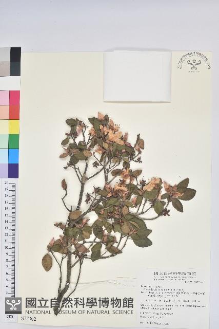 馬銀花藏品圖，第1張