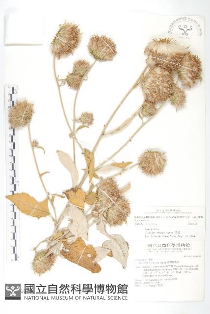 臺灣青木香藏品圖，第1張