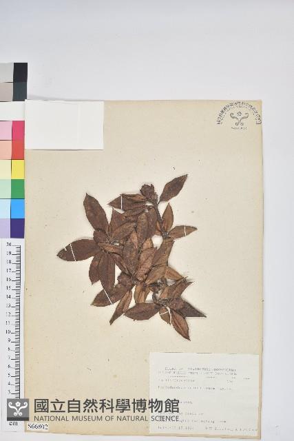 紅毛杜鵑藏品圖，第1張