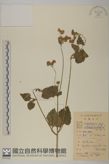 霍香薊藏品圖，第1張