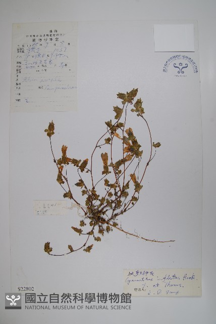 脹萼藍鐘花藏品圖，第1張