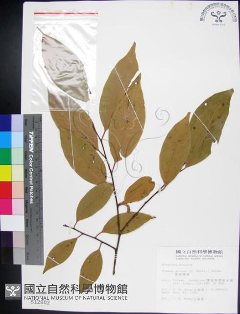 柿葉野櫻、蘭嶼野櫻花藏品圖，第1張