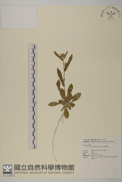 日本假蓬藏品圖，第1張