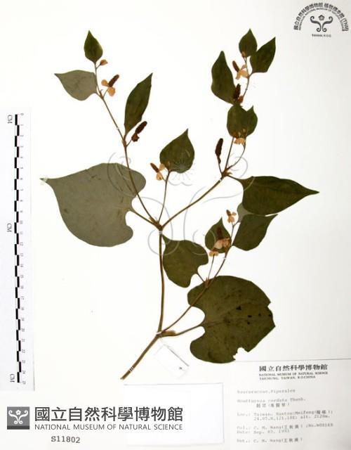 臭腥草、蕺菜藏品圖，第1張