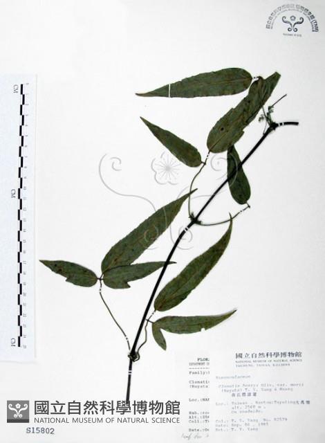 森氏鐵線蓮藏品圖，第1張