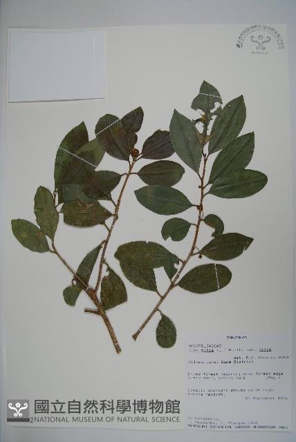 登錄號:S095802藏品圖，第1張