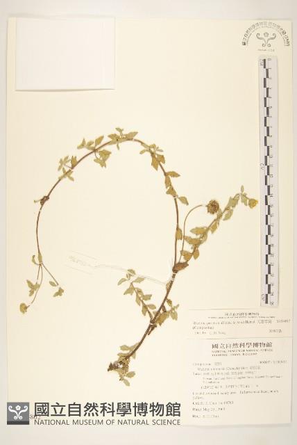 天蓬草舅藏品圖，第1張