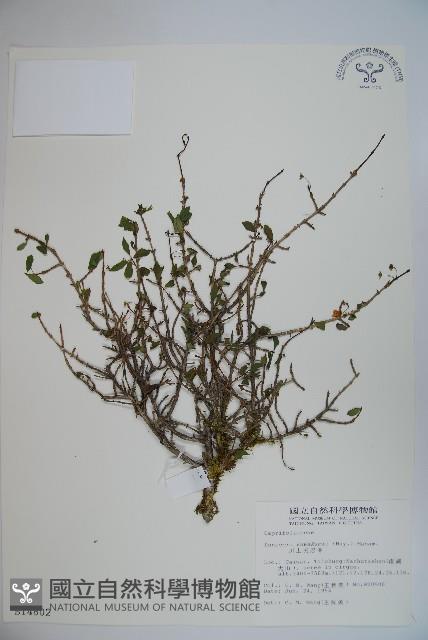 川上氏忍冬藏品圖，第1張