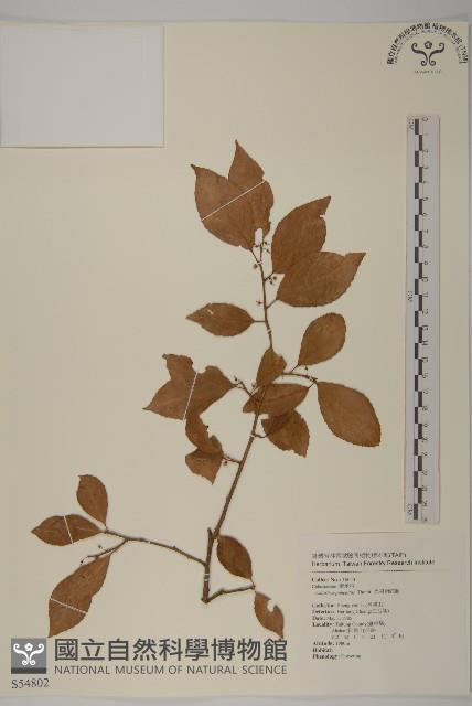 光果南蛇藤藏品圖，第1張