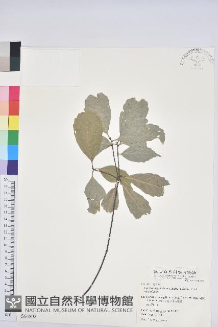 青剛櫟、鐵椆藏品圖，第1張