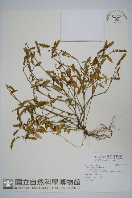 爵床藏品圖，第1張