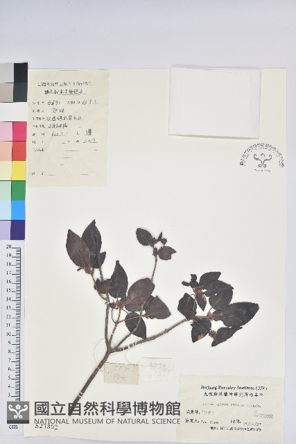 馬銀花藏品圖，第1張