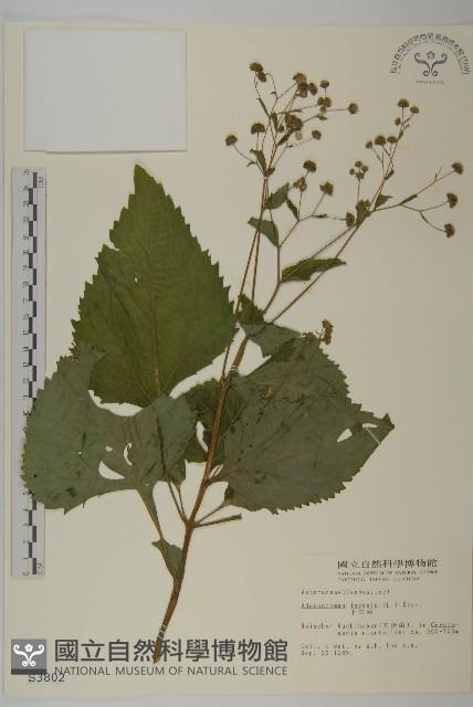 下田菊藏品圖，第1張