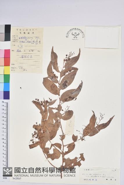 滇白珠藏品圖，第1張