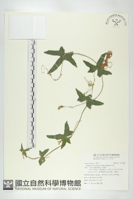 茅瓜藏品圖，第1張