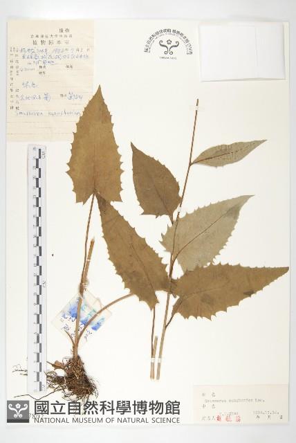 東北鳳毛菊藏品圖，第1張