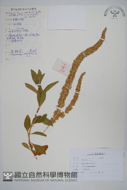 尾穗莧、老鎗穀藏品圖，第1張