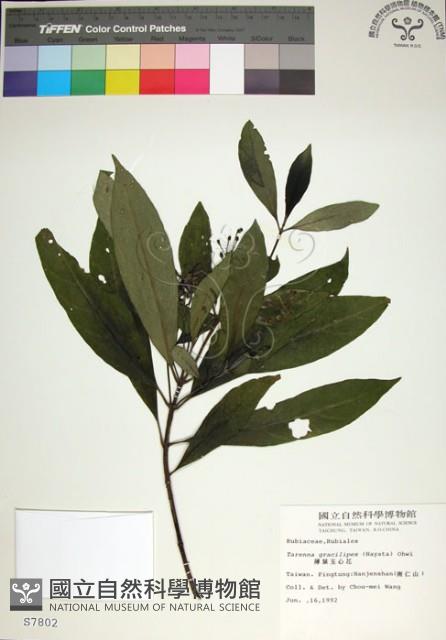 薄葉玉心花藏品圖，第1張