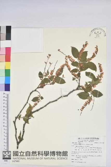 南燭藏品圖，第1張