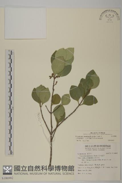 日本賽衛矛、日本假衛矛藏品圖，第1張