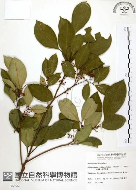 石苓舅藏品圖，第1張