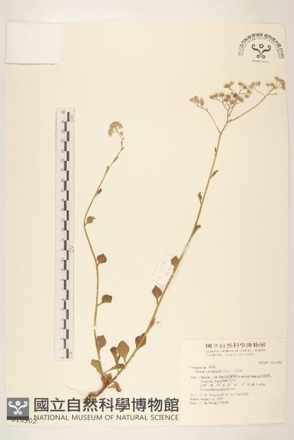 一枝香藏品圖，第1張