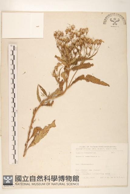 黃菀藏品圖，第1張