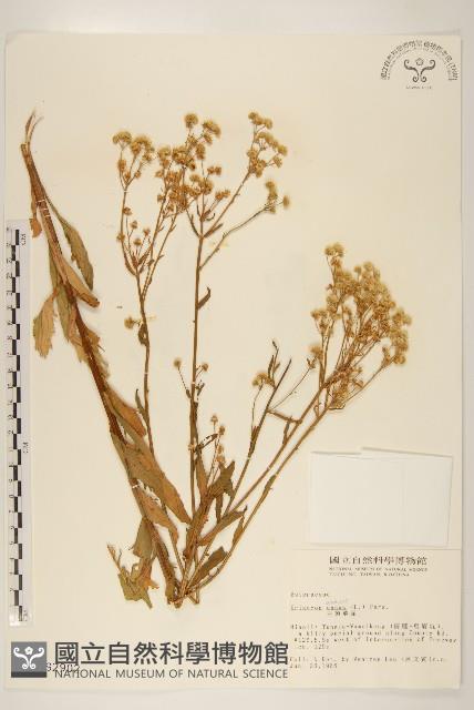 白頂飛蓬藏品圖，第1張