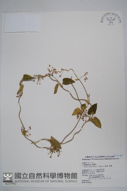 鷗蔓藏品圖，第1張