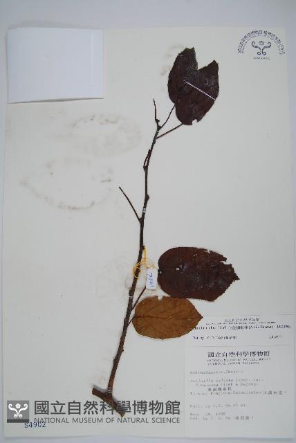 硬齒獼猴桃藏品圖，第1張