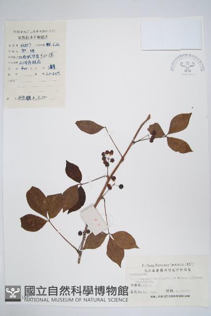 糙毛五加藏品圖，第1張