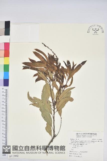 細葉三斗石櫟藏品圖，第1張