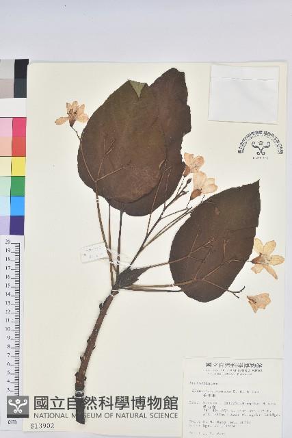 廣東油桐、皺桐藏品圖，第1張