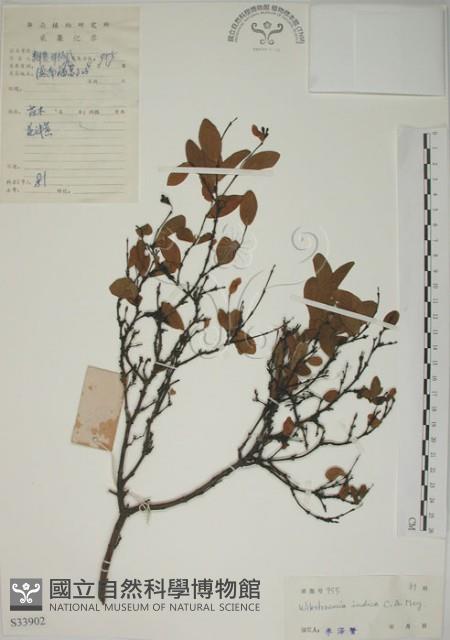 南嶺蕘花藏品圖，第1張