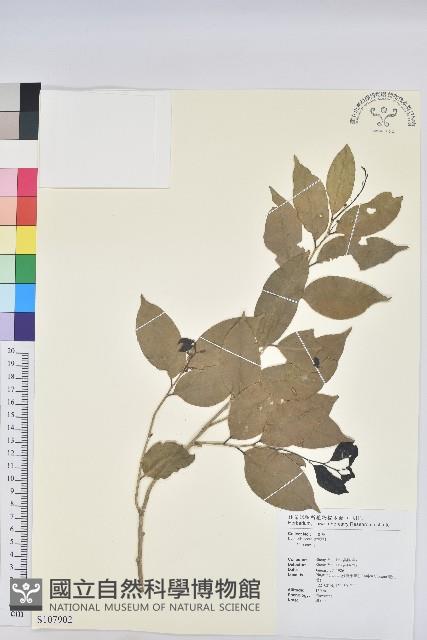 登錄號:S107902藏品圖，第1張