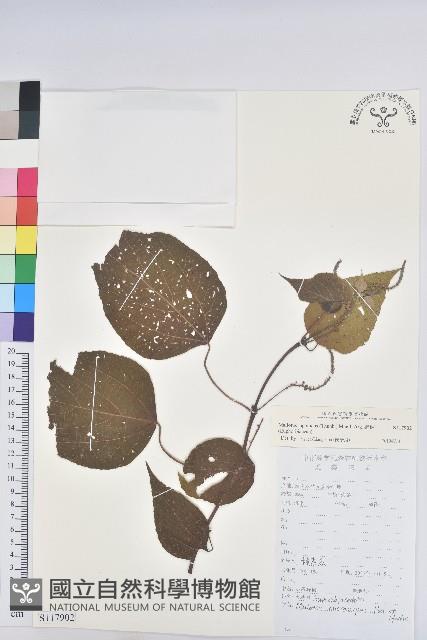 野桐藏品圖，第1張