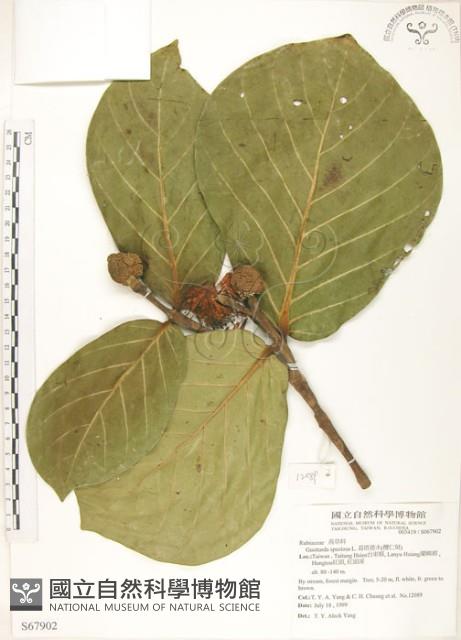 欖仁舅藏品圖，第1張