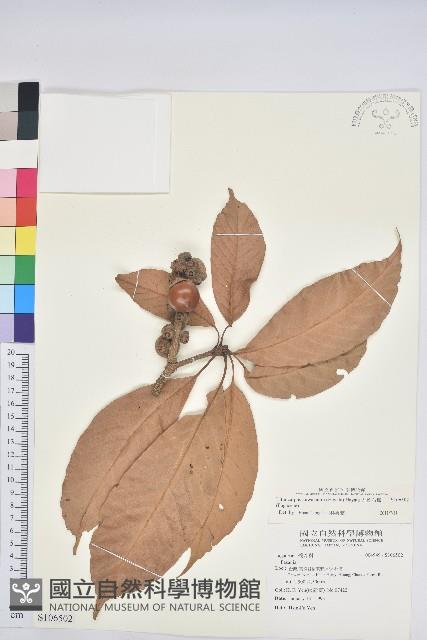 大葉石櫟藏品圖，第1張