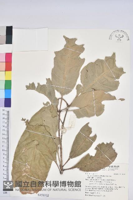 大葉石櫟、大葉校栗藏品圖，第1張