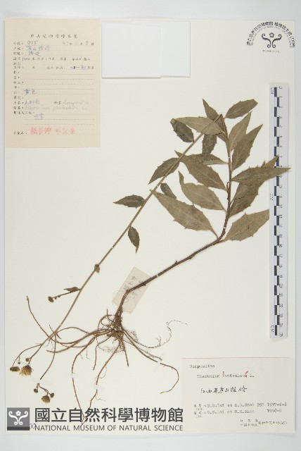 登錄號:S056502藏品圖，第1張