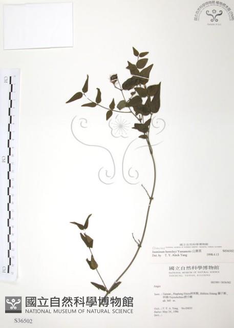 山素英藏品圖，第1張