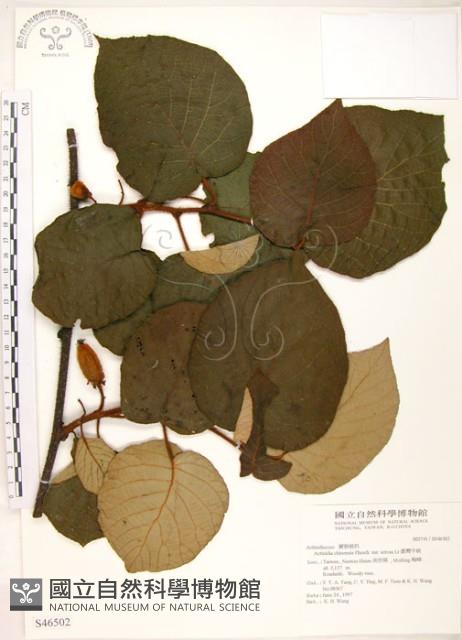 臺灣羊桃藏品圖，第1張