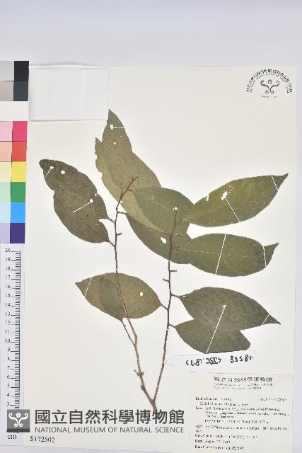 刺杜密藏品圖，第1張