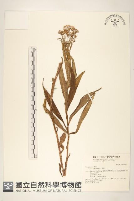 黃菀藏品圖，第1張