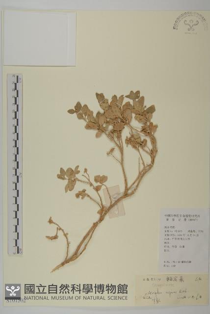 匍匐濱藜藏品圖，第1張