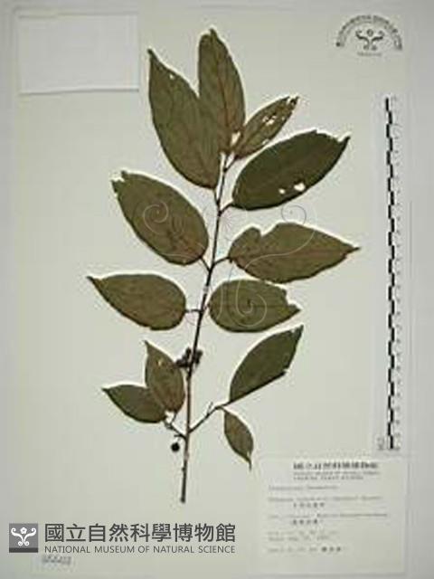 中原氏鼠李藏品圖，第1張