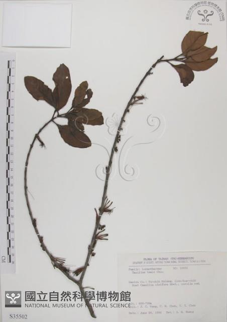 蓮華池桑寄生藏品圖，第1張