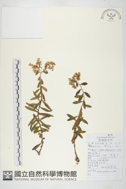 毛景天藏品圖，第1張